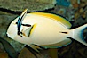 Blackstripe surgeonfish being cleaned by cleaner wrasse. Image #12962