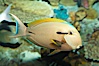 Blackstripe surgeonfish. Image #12964