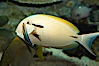 Blackstripe surgeonfish being cleaned by cleaner wrasse. Image #12965