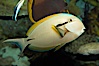 Blackstripe surgeonfish. Image #12966