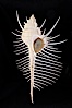 Venus comb murex.  Scientists speculate that the distinctively long and narrow spines are a protection against fish and other mollusks and prevent the mollusk from sinking into the soft, sandy mud where it is commonly found. Image #12970