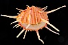 Thorny oyster or spiny oyster. Image #12972
