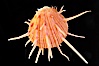 Thorny oyster or spiny oyster. Image #12973