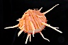 Thorny oyster or spiny oyster. Image #12974