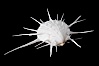 Thorny oyster or spiny oyster. Image #12975