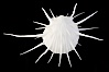 Thorny oyster or spiny oyster. Image #12976