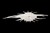 Thorny oyster or spiny oyster. Image #12977