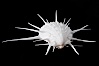 Thorny oyster or spiny oyster. Image #12978