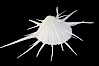 Thorny oyster or spiny oyster. Image #12979
