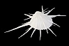 Thorny oyster or spiny oyster. Image #12980