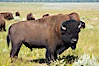 Bison herd. Grand Teton National Park, Wyoming, USA. Image #13000