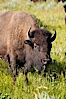 Bison. Grand Teton National Park, Wyoming, USA. Image #13002