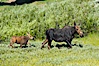 Mother and calf moose wade through meadow grass near Christian Creek. Christian Creek, Grand Teton National Park, Wyoming, USA. Image #13037