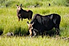 Mother moose grazes in Christian Creek while its calf watches nearby. Christian Creek, Grand Teton National Park, Wyoming, USA. Image #13038