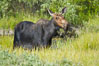 Adult female moose in deep meadow grass near Christian Creek. Grand Teton National Park, Wyoming, USA. Image #13039