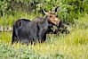 Adult female moose in deep meadow grass near Christian Creek. Christian Creek, Grand Teton National Park, Wyoming, USA. Image #13039