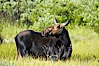 Adult female moose in deep meadow grass near Christian Creek. Christian Creek, Grand Teton National Park, Wyoming, USA. Image #13040