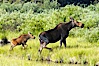Mother and calf moose wade through meadow grass near Christian Creek. Christian Creek, Grand Teton National Park, Wyoming, USA. Image #13041