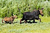 Mother and calf moose wade through meadow grass near Christian Creek. Christian Creek, Grand Teton National Park, Wyoming, USA. Image #13042