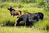 Mother moose grazes in Christian Creek while its calf watches nearby. Christian Creek, Grand Teton National Park, Wyoming, USA. Image #13043