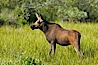Moose calf. Grand Teton National Park, Wyoming, USA. Image #13044