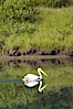 White pelican on the Snake River. Grand Teton National Park, Wyoming, USA. Image #13054