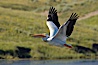 White pelican flies over the Yellowstone River. Hayden Valley, Yellowstone National Park, Wyoming, USA. Image #13108