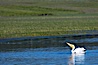 White pelican on the Yellowstone River. Hayden Valley, Yellowstone National Park, Wyoming, USA. Image #13110