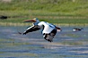 White pelican flies over the Yellowstone River. Hayden Valley, Yellowstone National Park, Wyoming, USA. Image #13112