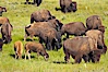 The Lamar herd of bison grazes, a mix of mature adults and young calves. Lamar Valley, Yellowstone National Park, Wyoming, USA. Image #13123