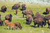 The Lamar herd of bison grazes, a mix of mature adults and young calves. Lamar Valley, Yellowstone National Park, Wyoming, USA. Image #13132