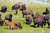 The Lamar herd of bison grazes, a mix of mature adults and young calves. Lamar Valley, Yellowstone National Park, Wyoming, USA. Image #13132