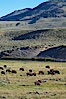 A herd of bison grazes near the Lamar River. Lamar Valley, Yellowstone National Park, Wyoming, USA. Image #13145