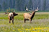Bull elk spar to establish harems of females, Gibbon Meadow. Gibbon Meadows, Yellowstone National Park, Wyoming, USA. Image #13151