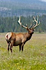 Bull elk, antlers bearing velvet, Gibbon Meadow. Elk are the most abundant large mammal found in Yellowstone National Park. More than 30,000 elk from 8 different herds summer in Yellowstone and approximately 15,000 to 22,000 winter in the park. Bulls grow antlers annually from the time they are nearly one year old. When mature, a bulls rack may have 6 to 8 points or tines on each side and weigh more than 30 pounds. The antlers are shed in March or April and begin regrowing in May, when the bony growth is nourished by blood vessels and covered by furry-looking velvet. Gibbon Meadows, Yellowstone National Park, Wyoming, USA. Image #13154