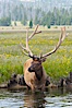 Elk in the Gibbon River. Gibbon Meadows, Yellowstone National Park, Wyoming, USA. Image #13155