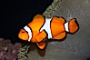 Percula clownfish anemonefish. Image #13673