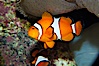 Percula clownfish anemonefish. Image #13674