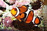 Percula clownfish anemonefish. Image #13675