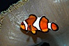 Percula clownfish anemonefish. Image #13677