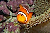 Percula clownfish anemonefish. Image #13678