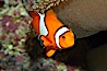 Percula clownfish anemonefish. Image #13679