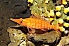 Longnose hawkfish. Image #13683