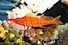 Longnose hawkfish. Image #13684