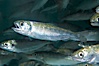 Chinook salmon (or King salmon), juvenile, 1 year old, raised in a tank for eventual release into the wild.  This fish will live to about 5 or 6 years before returning to the stream in which it was hatched to spawn and die. Image #13685
