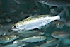Chinook salmon (or King salmon), juvenile, 1 year old, raised in a tank for eventual release into the wild.  This fish will live to about 5 or 6 years before returning to the stream in which it was hatched to spawn and die. Image #13687
