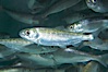 Chinook salmon (or King salmon), juvenile, 1 year old, raised in a tank for eventual release into the wild.  This fish will live to about 5 or 6 years before returning to the stream in which it was hatched to spawn and die. Image #13688