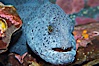 Wolf eel, although similar in shape to eels, is cartilaginous and not a true fish.  Its powerful jaws can crush invertibrates, such as spiny sea urchins.  It can grow to 6 feet (2m) in length. Image #13702