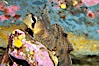 Sailfin sculpin. Image #13703