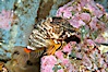 Grunt sculpin.  Grunt sculpin have evolved into its strange shape to fit within a giant barnacle shell perfectly, using the shell to protect its eggs and itself. Image #13724